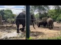 AARTIS-Amsterdam Asian elephant 20240617