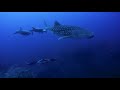 Scuba Diving The Revillagigedo Islands (Socorro) in Mexico, December - Quino El Guardian