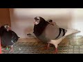 KITBOX & BREEDING UPDATE Birmingham Roller Pigeons