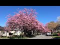 Vancouver cherry blossoms April 2021 on beautiful sunny afternoon