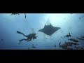 THE  PELAGIC KINGDOM OF SOCORRO︱ REVILLEGIGEDO ISLANDS︱MEXICO ︱BEST EAST PACIFIC DIVING︱4K VIDEO