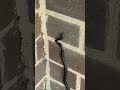Black Snake climbing the wall