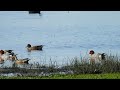 Smient / Wigeon / Pfeifente.