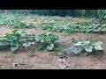 The Pumkin Garden