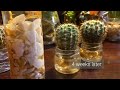 How To Grow Cactus In Water | How To Grow Cactus From Cuttings #cactus #propagation #hydroponics