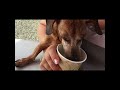 Dog eating Ice Cream