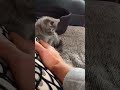 Bentley as a kitten, cute cat
