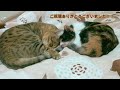 キジトラ猫様の真剣なお昼寝をご覧ください。