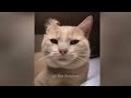 YOU LAUGH YOU LOSE 🤣 Best Funny Animals Video 2024 🤑🐶🐱 #20.6