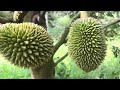 Sầu riêng mon hong đậu 3 cổ trái/monthong durian with 3 left necks/Thanh Thi Vlog
