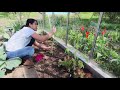 Radish Harvest | Tomato Planting | Support for Tomato Plants