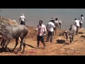 Ghati Subramanya : Famous cattle fair in south India