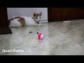 cat acrobatics sports - বিড়ালের খেলা - goalkeeper cat