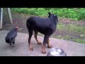 Chicken learns the true nature of the Doberman Pinscher