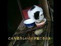 【閲覧注意】猫の怪我😣Gortuithe cat