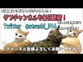 猫にきゅうり見せたらとんでもない猫パンチを繰り出した！！