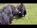 Himalayan King Yak  Dangerous Fight.