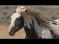 Tribute to Thor Wild Stallion of McCullough Peaks in Wyoming by Karen King