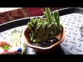 Planting Stapelia Offsets & How I Grow Stapelia #cactus #succulents