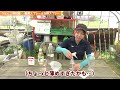 【うどんこ病】重曹orお酢を使って簡単にできる対処法を紹介します│かっちゃんの有機栽培ｺｰｻﾞ