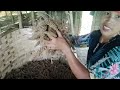 Millet harvesting //Naga village life||cereal crop of Nagaland#Angun.k