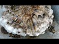 Australian Paper Wasps larvae spinning silk and infestation.