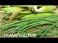 First Day of corn harvest in my garden! Dimapur Nagaland