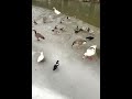 Ice melting and feeding on Mill Pond, filmed a couple weeks ago