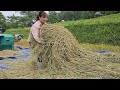 Complete the work of harvesting rice, gather rice and thresh it with a mini threshing machine