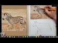 Let's Sketch a Cape Mountain Zebra!