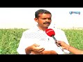 Success story of Quinoa Farming in Anantapur,Andhra Pradesh,India by Farmer Mekala Siva sankar Reddy