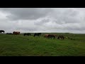 Icelandic Horses in Hella Iceland