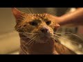 How to bathe a Maine Coon cat.