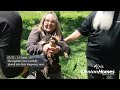 Denton Homes Eaglets reunited back to area after deadly storm takes out the nest on May 21, 2024