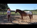 Horse Groundwork for RESPECT (Exercises That Work)