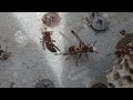 Australian Paper Wasp Dead Wasp moving body of deceased wasp, part 2