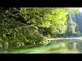 【自然の音】木漏れ日のあたる川のほとり / Nature Sounds - A River Bank with Sunlight Filtering through Trees