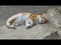 #roadcat: 아파트 주차장에서 쉬고있는 어미 흰색얼룩 노랑 길고양이 🐈 墓