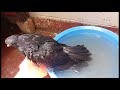 Bird having a relaxing time in the water on a hot sunny day