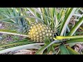 When To Pick The Pineapple