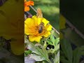 Honeybee gathering pollen and nectar