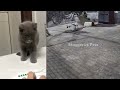🤣🐱 Best Cats and Dogs Videos 😹🐈 Funny Animal Videos 2024 #10
