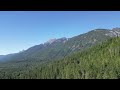 Drone flight up to the forest top