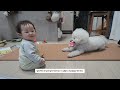 [하은이]애개육아 8개월아기 vs 5살 비숑 (256일 아기)