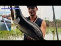 Amazing Strike from a 4 Kilogram Giant Snakehead Fish