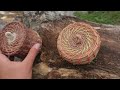 Making a Basket from PINE NEEDLES | Start to Finish Project