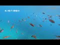 #33福井越前　米ノvol.1　魚影濃い南側グリ　岩礁【素潜り】【Leaderfins】【シュノーケリング】【スキンダイビング】