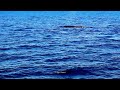 Gold Coast Whale Watch Tour | Wildlife Photography | Australian Wildlife