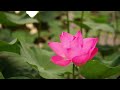 Billion Views | Beautiful Relaxing Music | Flower Garden, Nature & Bird | Sounds for a Perfect Start