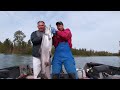 May - Oct! 907-279-3474 (FISH) Visit https://kingoftheriver.com/ #fishalaska #fishing #fyp #youtube